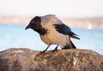 crow