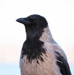 crow