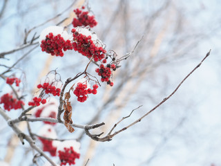 rowan berries in winter