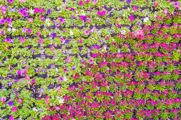 Various color flower background wall