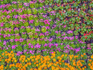 Various color flower background wall