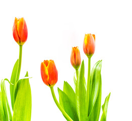 Naklejka premium close up shot of orange tulips .