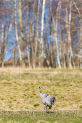 Crane on a field