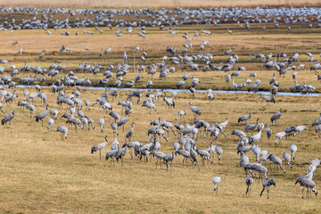Flock of Cranes on a field at spring