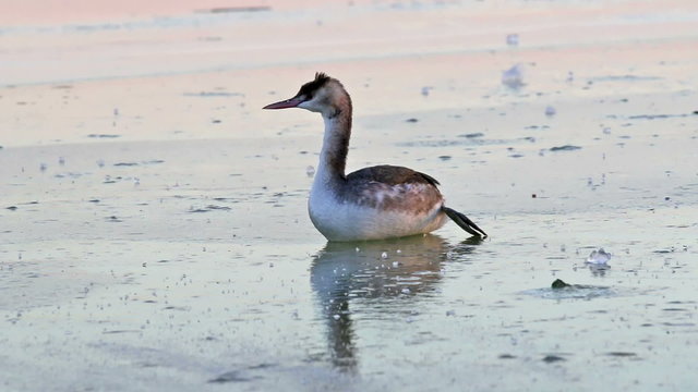 Great crested grebe on the ice