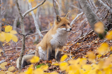   Abruzzo.... volpe nel bosco