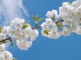Blooming cherry