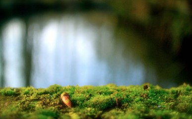 bourgeons mousse paysage macro