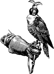 Vintage Illustration hand falconry - 76198955