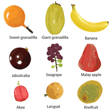 set of different fruits on a white background