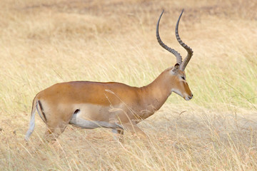 Naklejka na ściany i meble Male impala in the grass