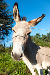 sweet donkey