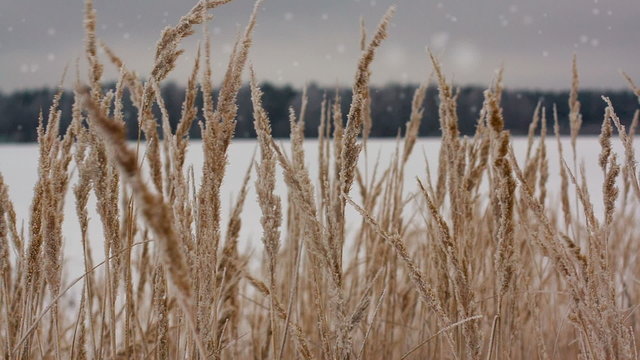 Field of winter wheat with snowflakes
