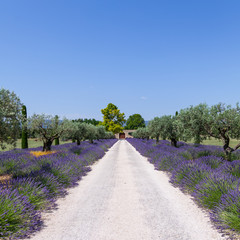 Lavander garden