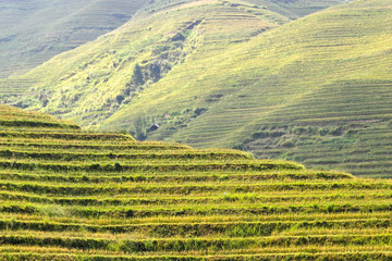 Fototapeta premium Rice terraced in Northern Vietnam
