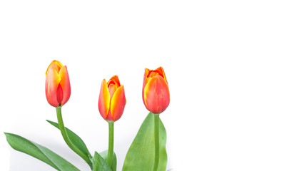close up shot of orange tulips .