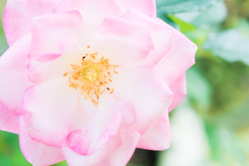 Obraz premium Closeup beautiful macro pink rose