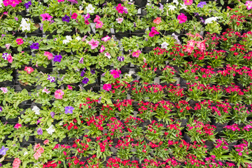 Various color flower background wall