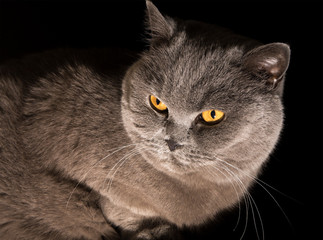 Grey british cat