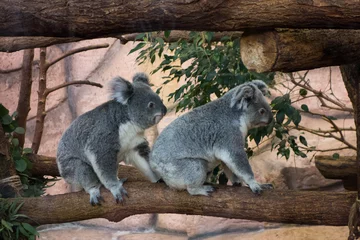 Peel and stick wall murals Koala Koalas duo