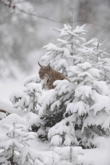 Naklejka premium Luchs im Winterwald