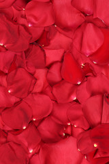 Hintergrund aus Blüten von rote Rosen zum Valentinstag, Hochzei