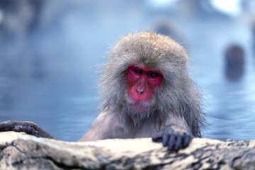 Bathing Snow Monkey