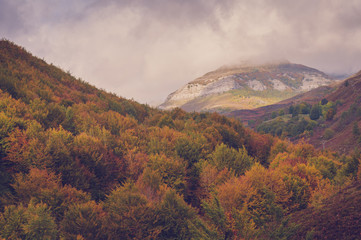 Mountain trees in fall colours and cloudy sky