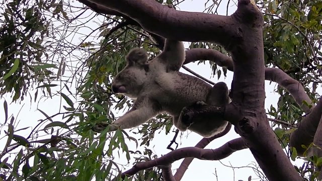Koala auf einem Eukalyptusbaum