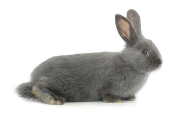 Obraz premium gray rabbit