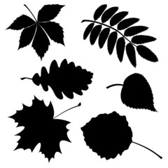 Set of silhouette leaves.