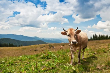 Türaufkleber Kuh cow on pasture