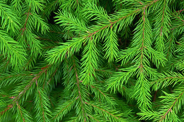 green fir texture