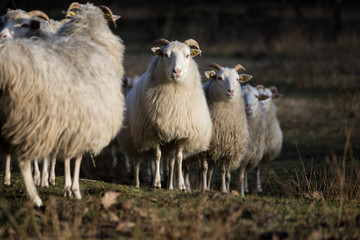 Heidschnucke auf der Weide
