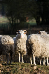 Heidschnucke auf der Weide