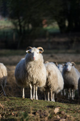 Heidschnucke auf der Weide