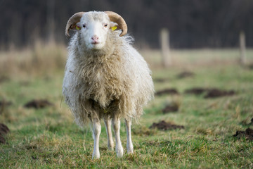Heidschnucke auf der Weide