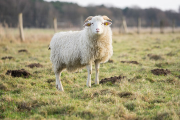 Obraz premium Heidschnucke auf der Weide