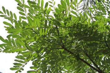 Pistachio Tree - Nature