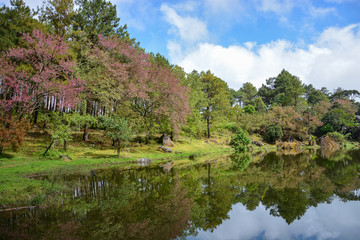 Beautiful park and lake in national park
