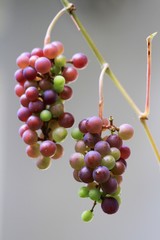 Vine Grapes growing