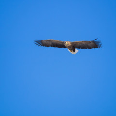 Fototapeta premium 飛翔するオジロワシ