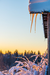 Icicles on sunrise