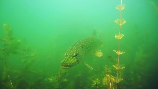 Pike in the lake