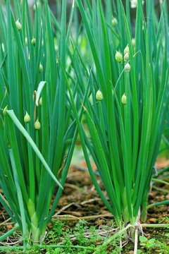 	Green spring onion in growth at vegetable garden 