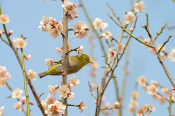 梅の花とメジロ