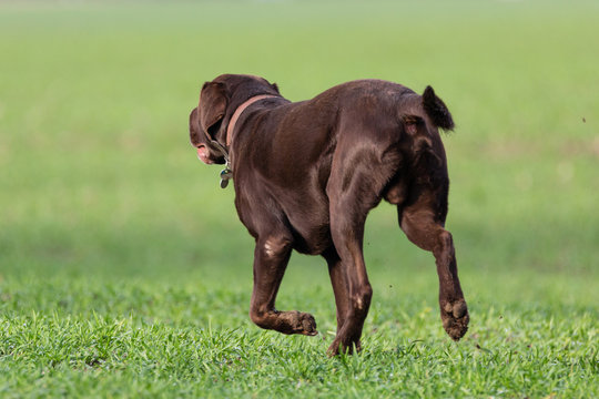 Labrador Retriever R&uuml;de l&auml;uft davon