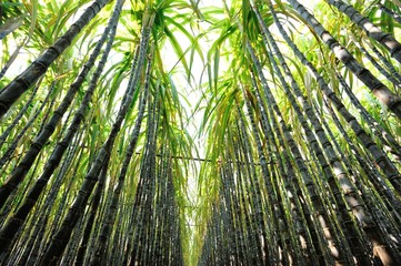 sugarcane plants in growth at field