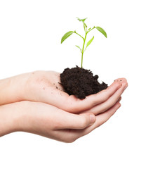 Sprout in children's hands