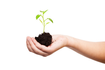 Sprout in children's hands